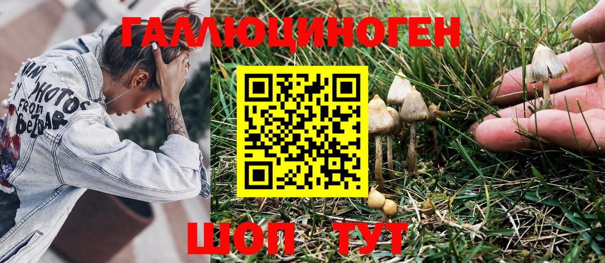 Псилоцибиновые грибы Psilocybe  Вход с VPN  Луховицы 